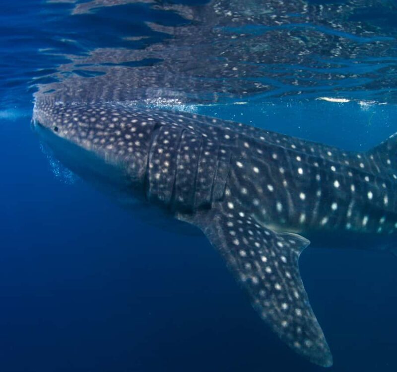AMAZING SUMBAWA WHALE SHARK TOUR - What Makes This Tour Stand Out?