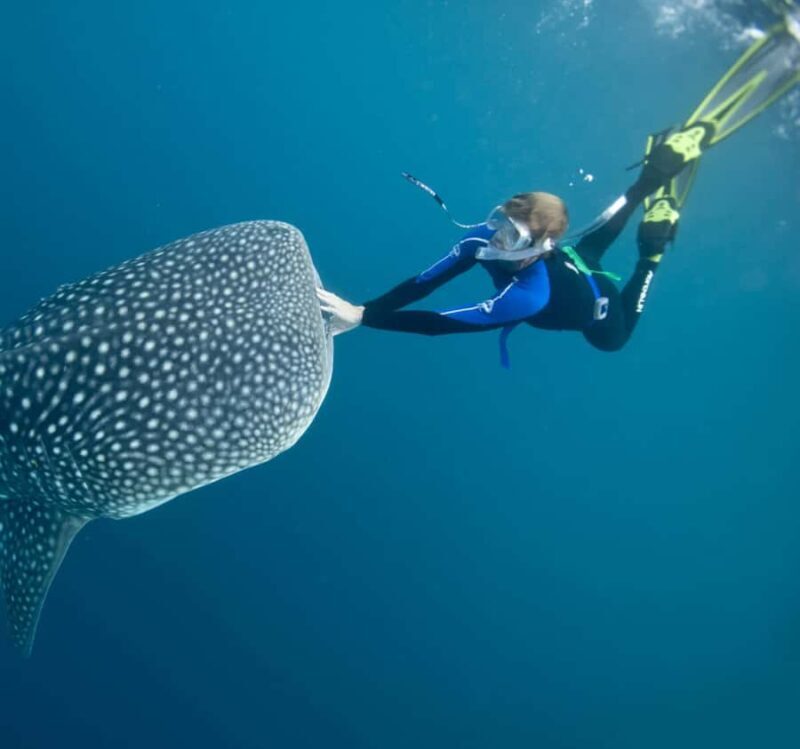 AMAZING SUMBAWA WHALE SHARK TOUR - Who Is This Tour Best Suited For?