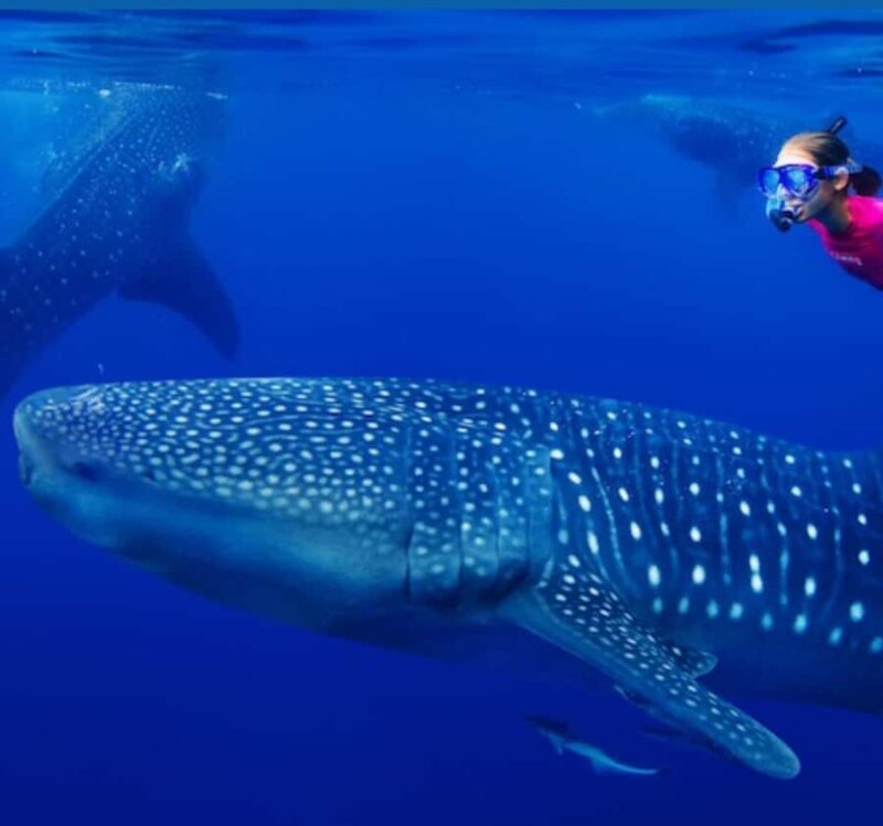 AMAZING SUMBAWA WHALE SHARK TOUR - Practical Tips Before Booking