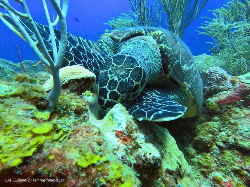 Amazing two tank Reef Diving - Authentic Insights from Reviewers