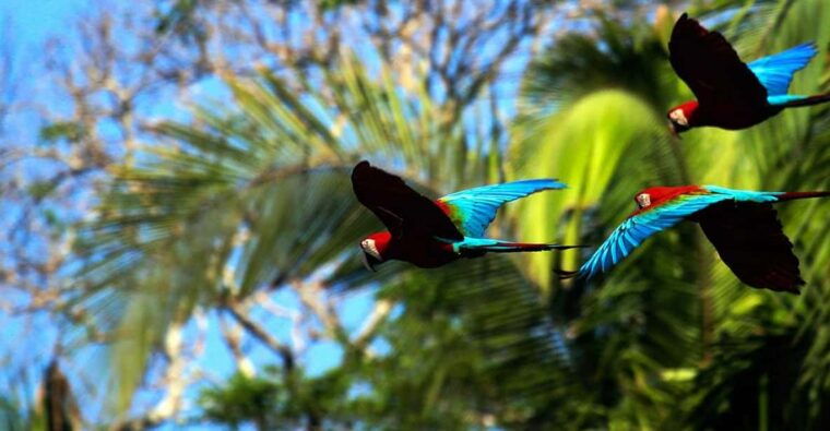 amazon-manu-cultural-zone-4-days-3-nights