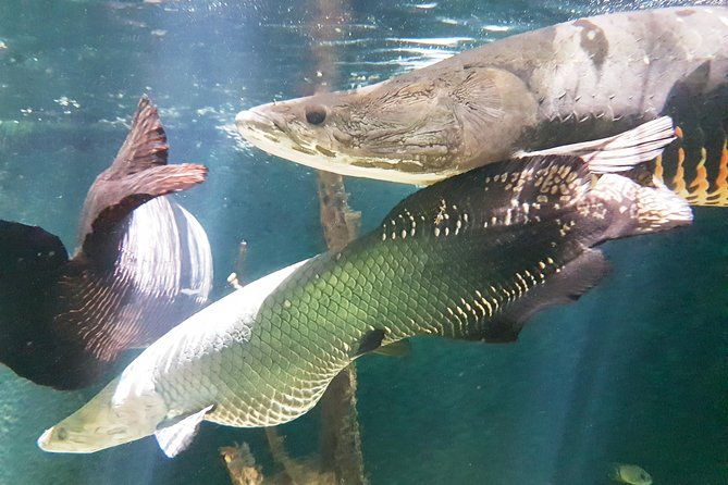 amazon-natural-museums-combo-inpa-and-musa