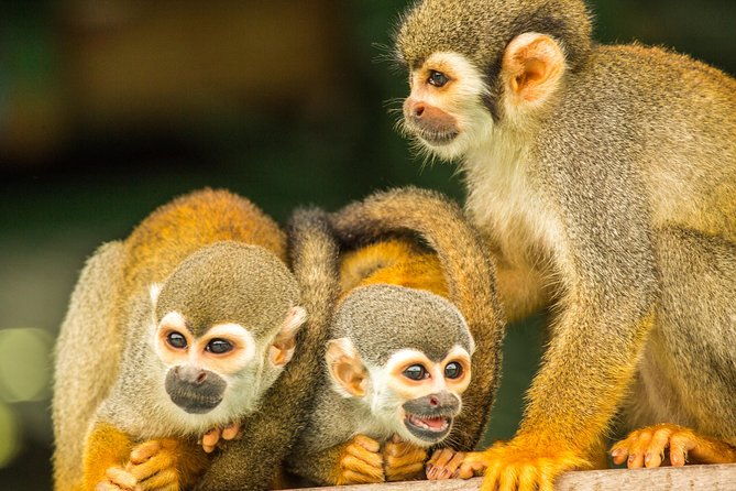 amazon-rainforest-private-multi-day-tour