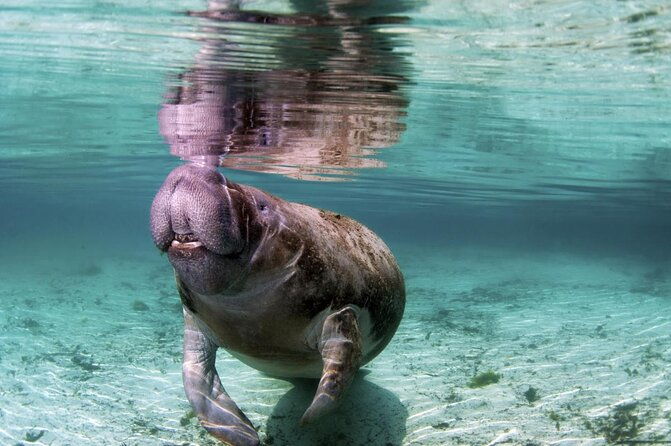 amazon-rescue-center-manatees-conservation-center-admission-ticket