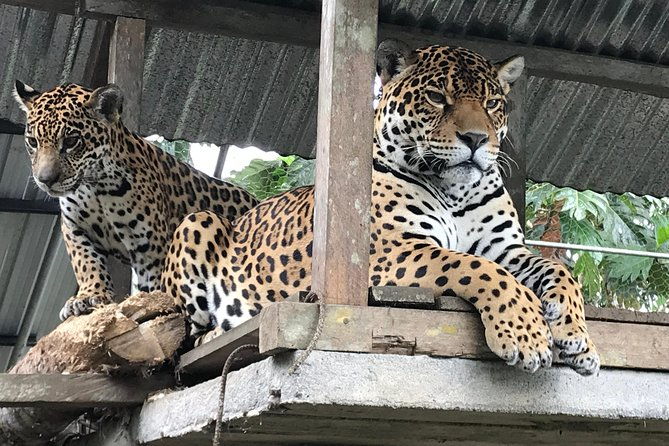amazon-tour-in-ecuador-puyo-day-trip-from-banos
