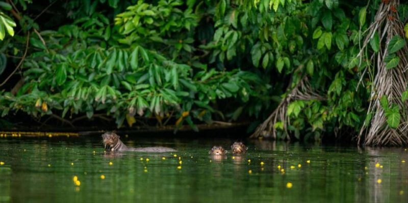 amazon-tour-manu-cultural-area-3d-2n