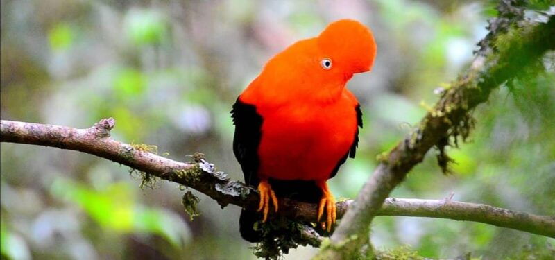 amazon-tour-manu-cultural-zone-3d-2n