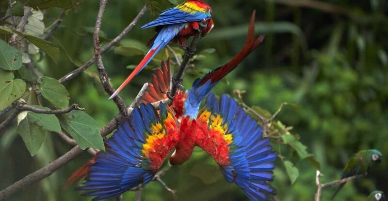 amazonas-manu-cultural-zone-4-days-3-nights