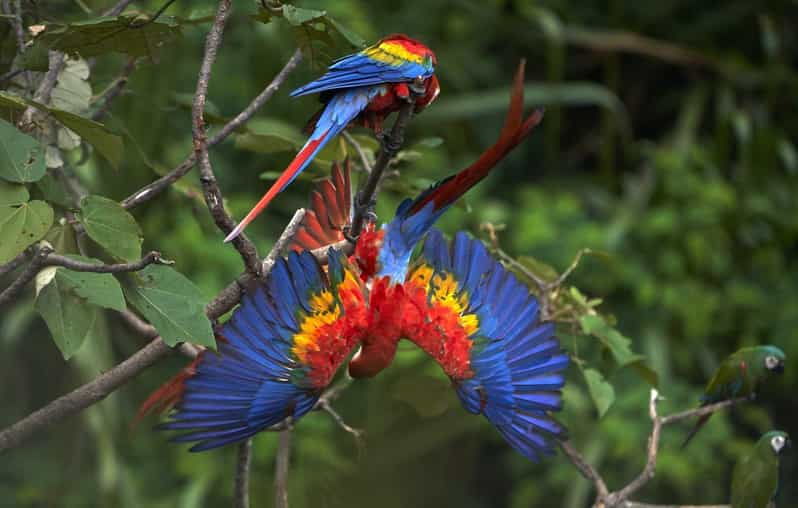 amazonas-manu-cultural-zone-4-days-3-nights