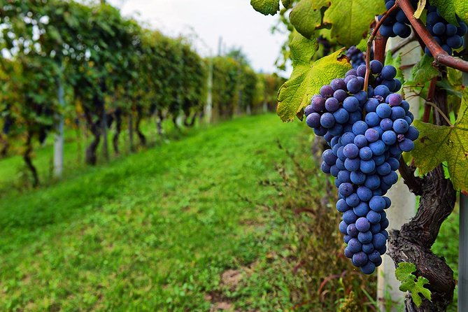 amber-wines-private-day-trip-with-tastings-and-lunch-from-tbilisi