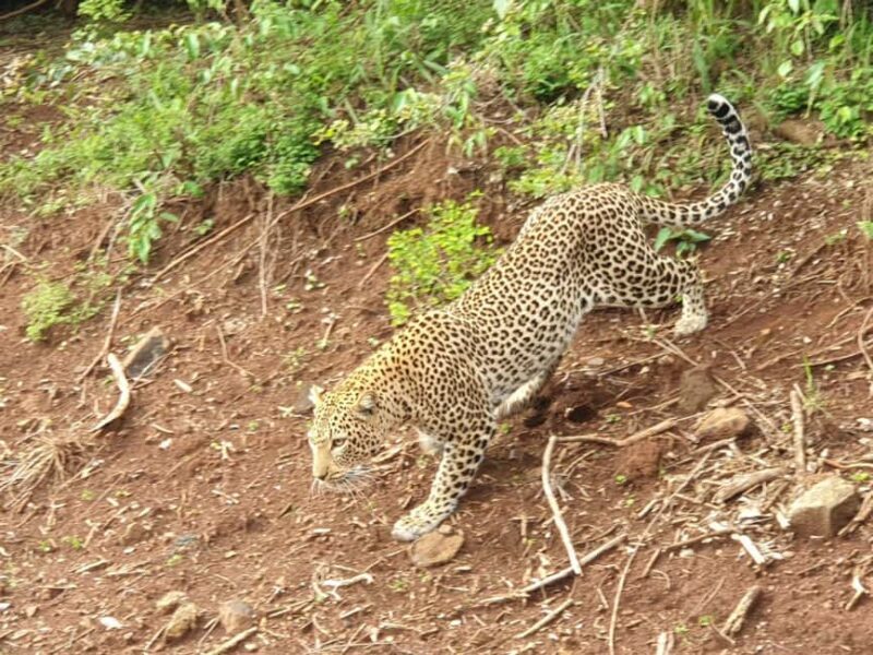 Amboseli; 2 days safari to Amboseli park from Nairobi. - Who Might Want More?