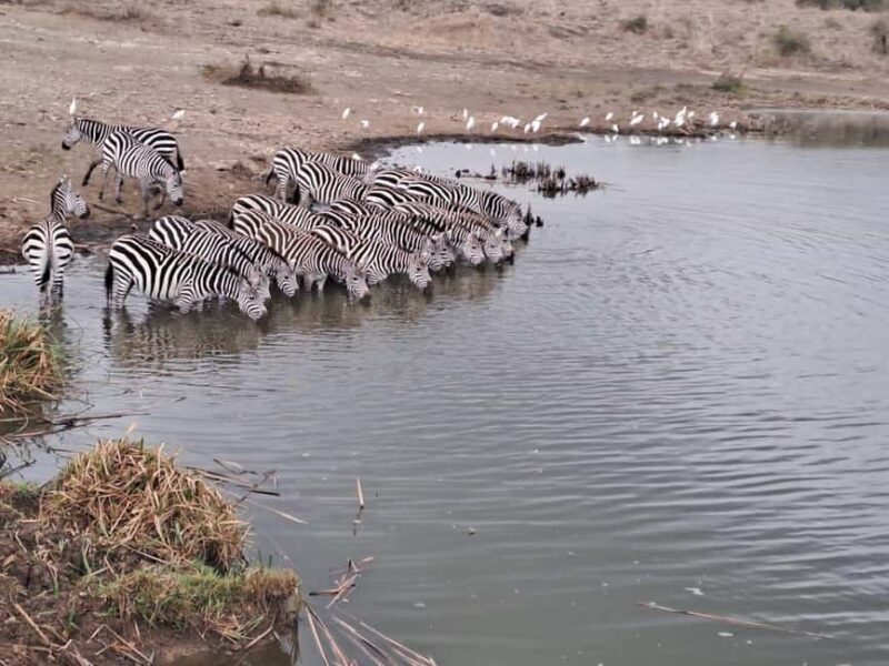 Amboseli; 2 days safari to Amboseli park from Nairobi. - FAQs