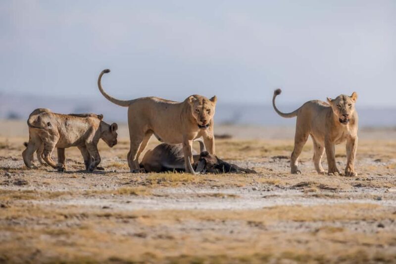Amboseli: 3-Day Safari Adventure at Tortilis Camp - Discovering Amboseli: The Location and Its Charm  