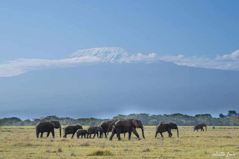 Amboseli: 3-Day Safari Adventure at Tortilis Camp - Practical Details: What’s Included and What to Consider  