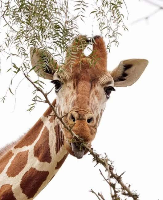 AMBOSELI: 3 DAYS AMBOSELI BUDGET GROUP JOINING SAFARI - Experience Quality and Authenticity