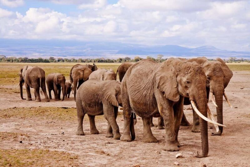 Amboseli: A 3-day group joining tour - Amboseli: A 3-day group joining tour