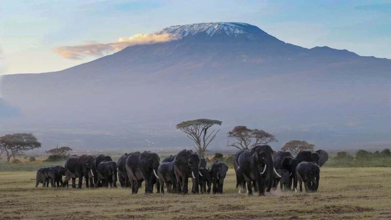 Amboseli: A 3-day group joining tour - Key Points  
