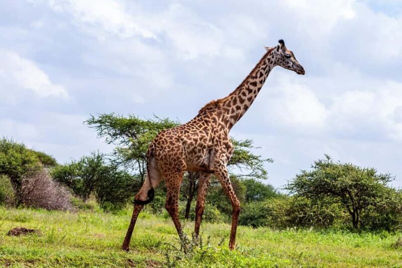 Amboseli: A 3-day group joining tour - What’s Included and What to Expect