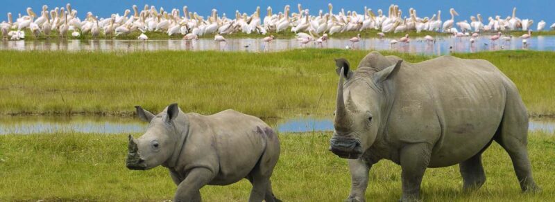 Amboseli And Lake Naivasha Safari: A 5-Day Scenic Adventures - Analyzing the Value