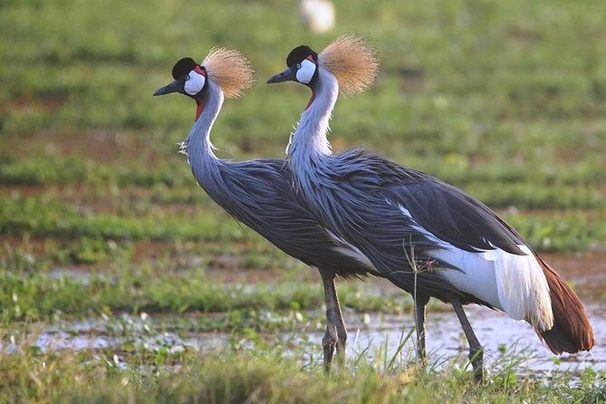 Amboseli Cultural & Wildlife Tour - 4 Day Unforgettable Budget Safari - Frequently Asked Questions