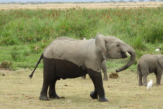 Amboseli day Escape: Private Tour - Key Points