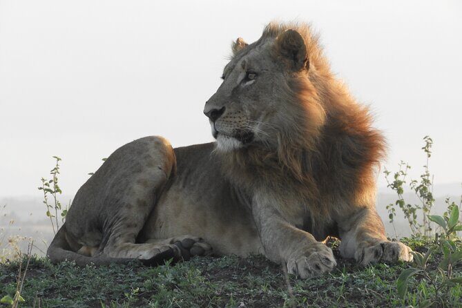 Amboseli day Escape: Private Tour - An In-Depth Look at the Amboseli Day Escape