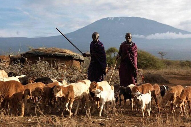 Amboseli Day Tour from Nairobi - Key Points