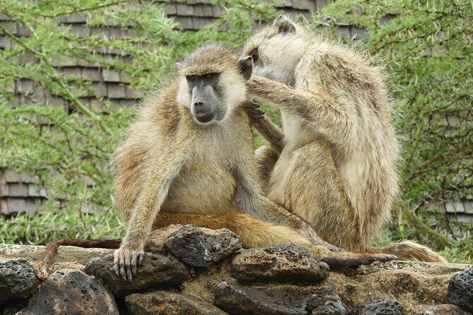 Amboseli Day Tour from Nairobi - Value and Who It’s For