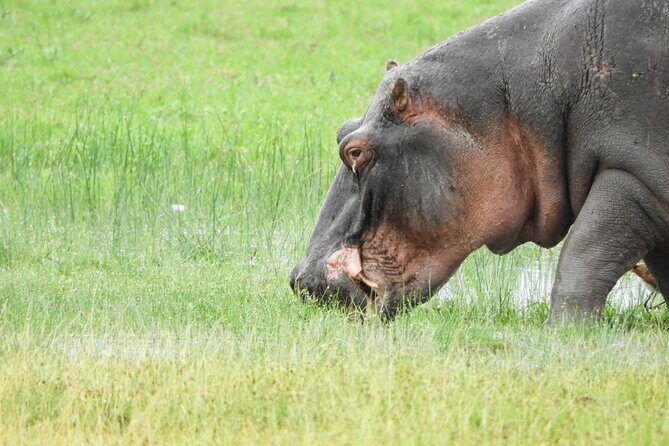 Amboseli Day Tour from Nairobi - FAQs