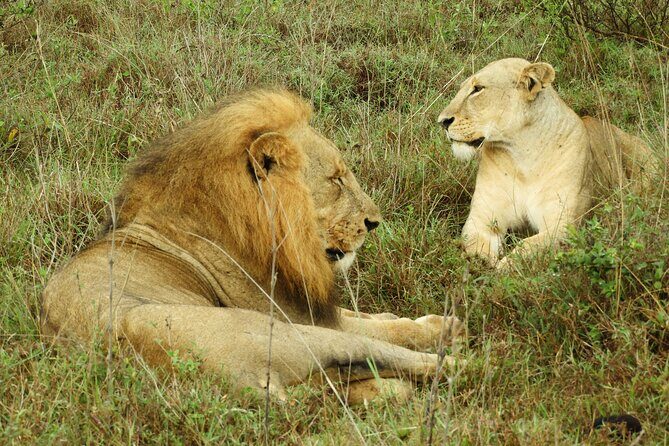 Amboseli Day Tour from Nairobi - The Sum Up