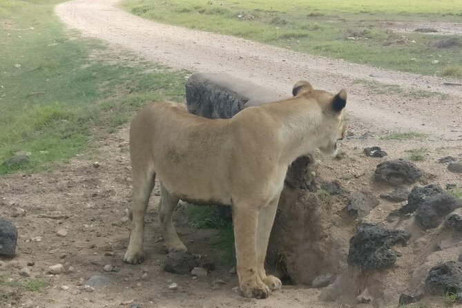 Amboseli Day Trip!! - The Experience: What to Expect on the Amboseli Day Trip