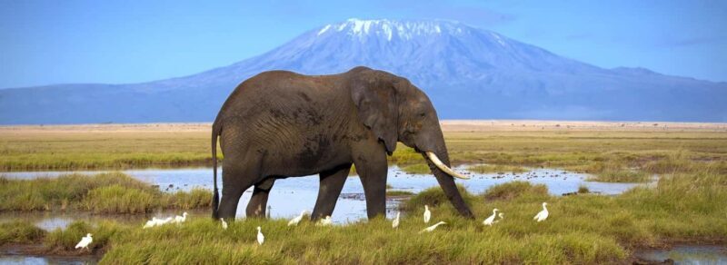 Amboseli: Day Trip in a 4X4 (WiFi & Picnic Lunch Included) - Key Points