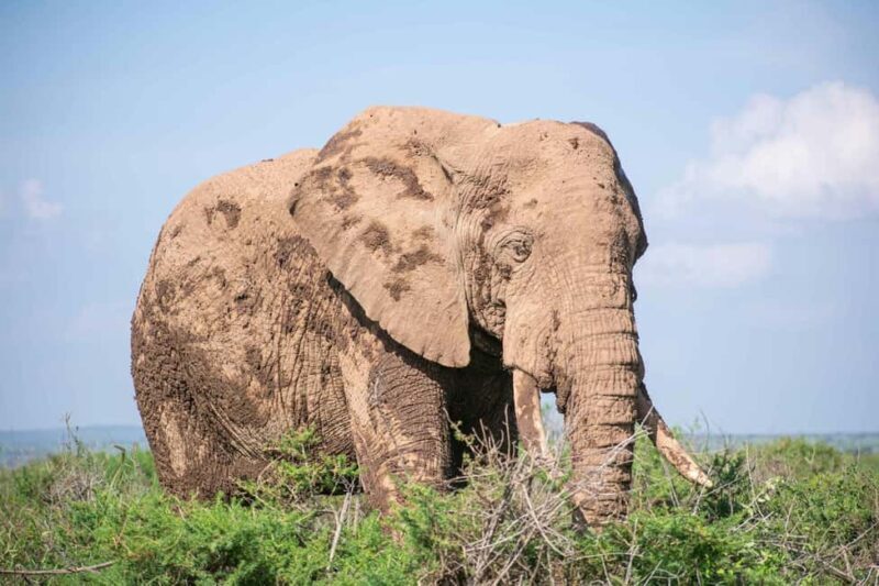 Amboseli Day Trip Tour With Maasai Village Visit - Key Points
