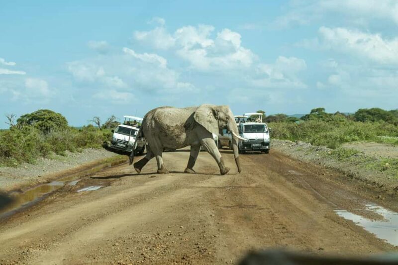 Amboseli Day Trip Tour With Maasai Village Visit - An Overview of the Amboseli Day Trip