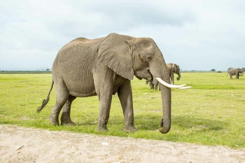 Amboseli Day Trip Tour With Maasai Village Visit - Wildlife Encounters and Game Drives