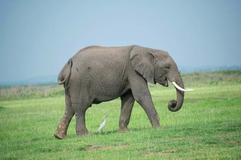 Amboseli Day Trip Tour With Maasai Village Visit - Picnic Lunch Amidst Nature