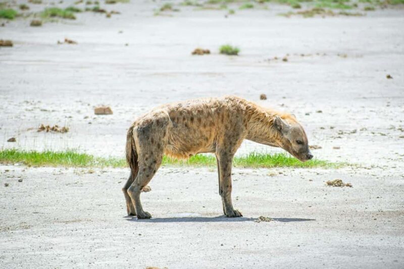 Amboseli Day Trip Tour With Maasai Village Visit - What’s Included and What You Should Budget For