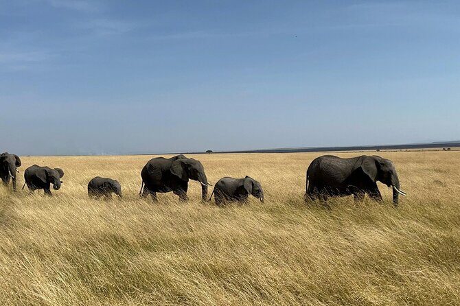 Amboseli day trip with pick up - Key Points