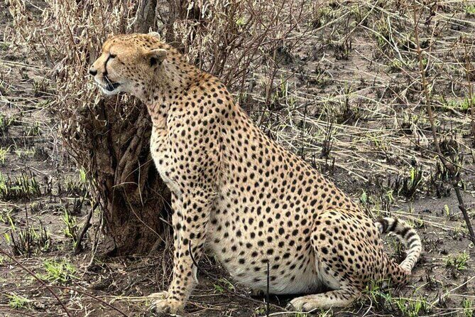 Amboseli day trip with pick up - The Itinerary in Detail