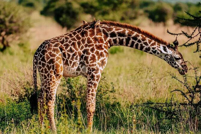Amboseli Day Trip with Pickup - Practical Considerations Before Booking