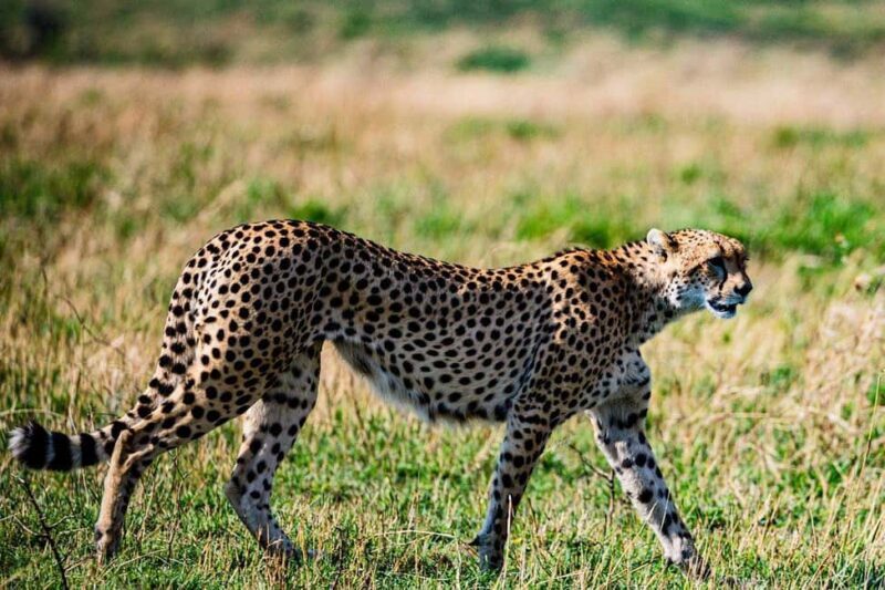"Amboseli Day Trip with Picnic Lunch Included" - The Price and Its Value