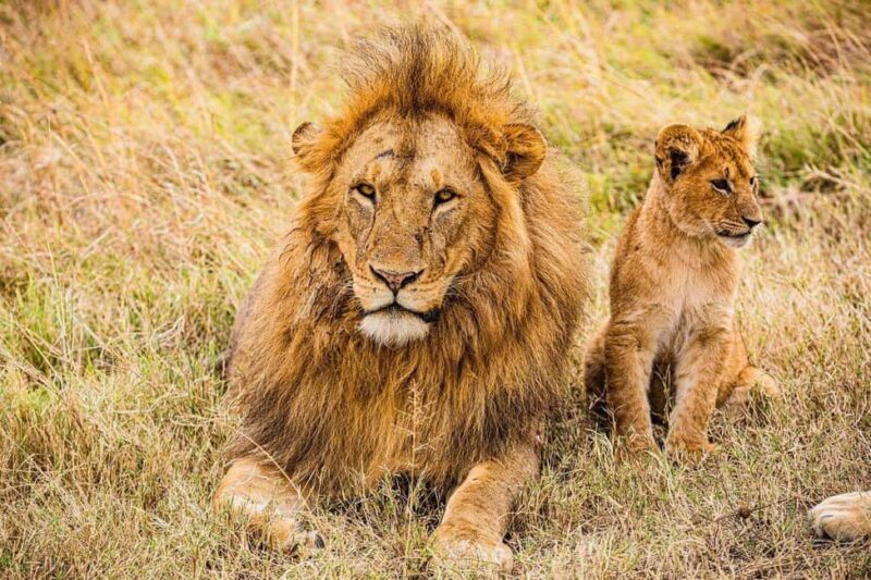 "Amboseli Day Trip with Picnic Lunch Included" - Who Is This Tour Best For?