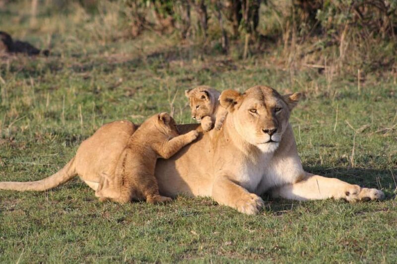 "Amboseli Day Trip with Picnic Lunch Included" - FAQs