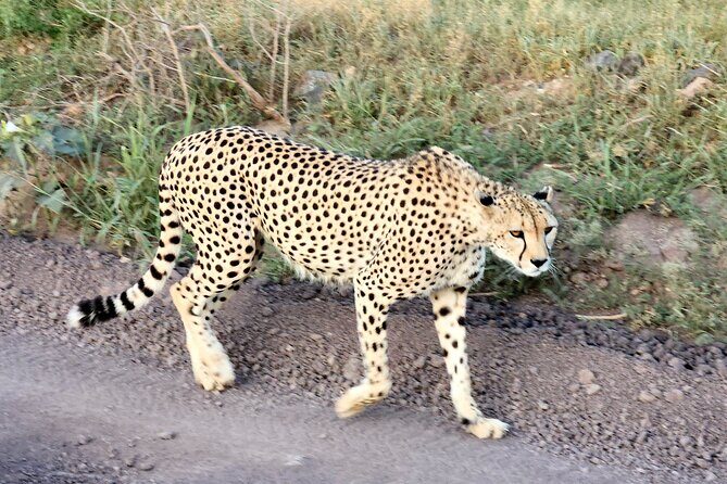 Amboseli & Nairobi National Park 3 Day Safari - An In-Depth Look at the 3-Day Amboseli & Nairobi Safari