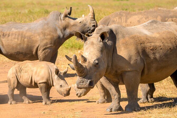 Amboseli & Nairobi National Park 3 Day Safari - Final Thoughts