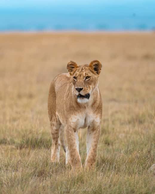 Amboseli National Park: 2-Day 1 Night Safari - Key Points