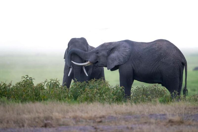 Amboseli National Park: 2-Day 1 Night Safari - What Is Included and What to Expect