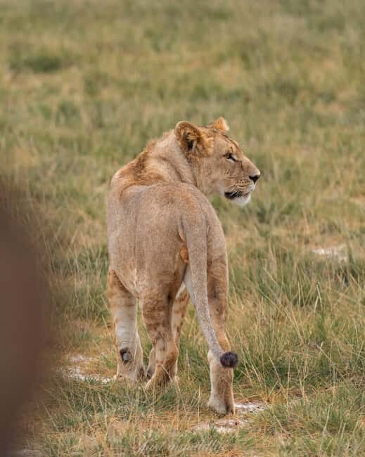 Amboseli National Park: 2-Day 1 Night Safari - Authentic Insights from Other Travelers