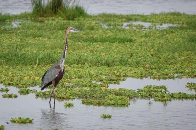Amboseli National Park Day Safari From Nairobi With Lunch - Key Points