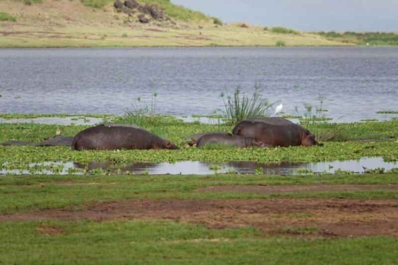 Amboseli National Park Day Safari From Nairobi With Lunch - An Overview of the Experience